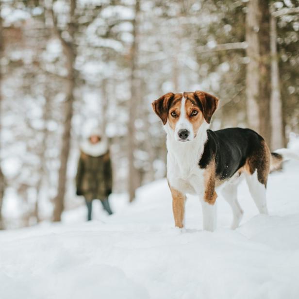 Ein Hund steht im Schnee, im Hintergrund ein verschwommener Wald und eine Person.