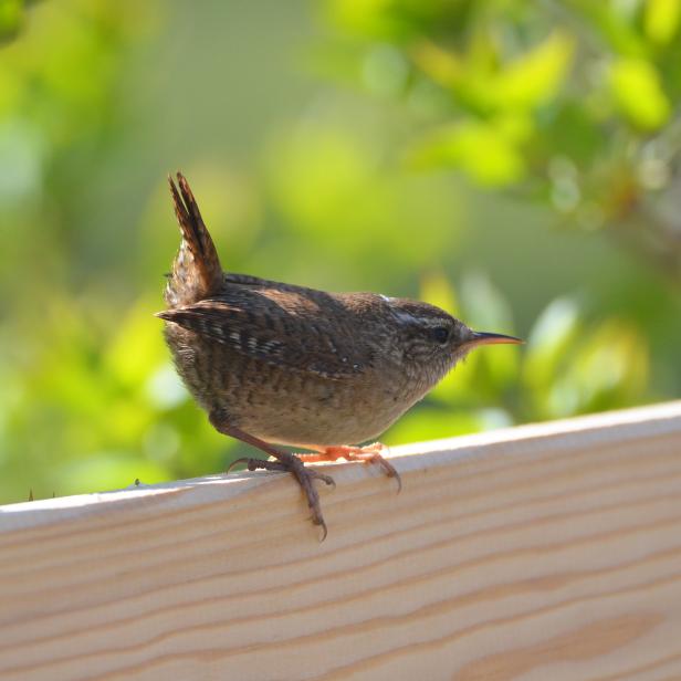 Ein Zaunkönig sitzt auf einem Holzzaun.