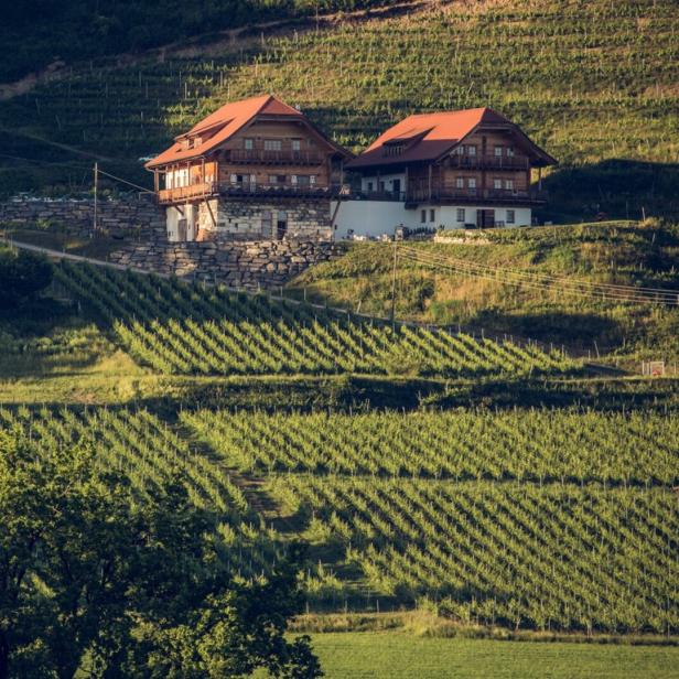 Zwei Holzhäuser mit roten Dächern inmitten eines grünen Weinbergs.