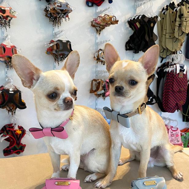 Zwei Chihuahuas mit Fliege und passender Handtasche posieren vor einer Wand mit Hundeaccessoires.