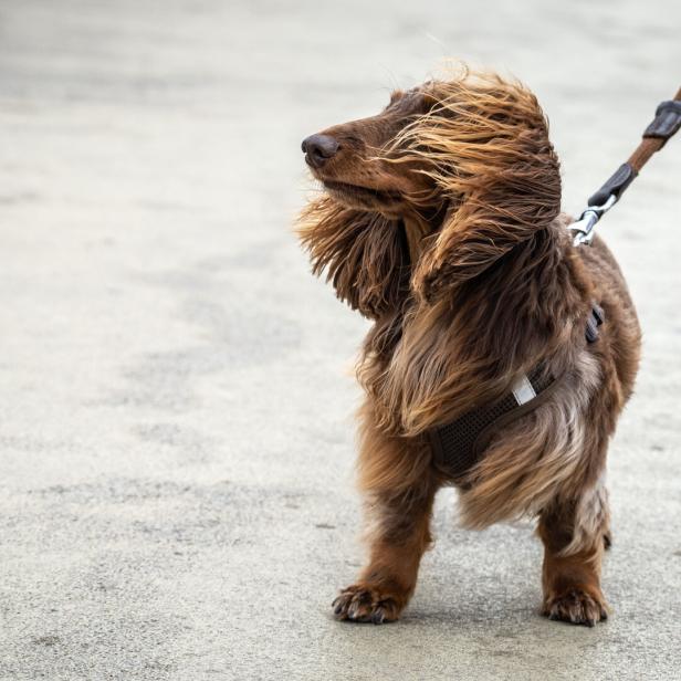 Dackel Herbert im Wind