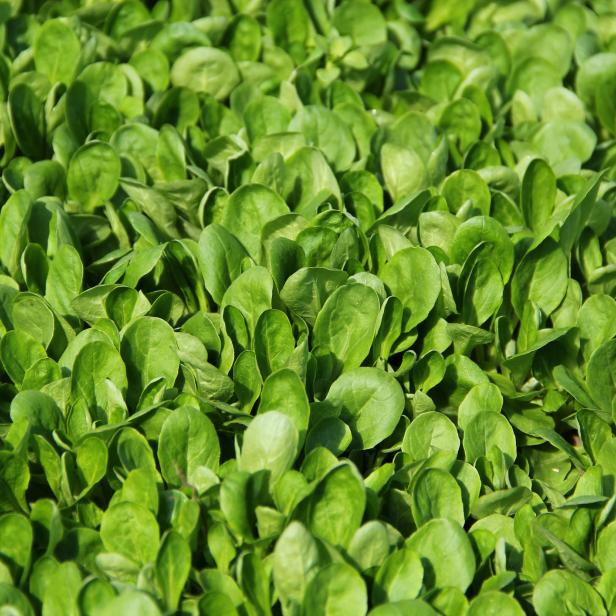 Ein Feld voller frischem, grünem Feldsalat.