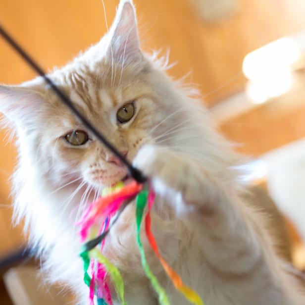 Eine Maine-Coon-Katze spielt mit einem bunten Spielzeug an einer Schnur.