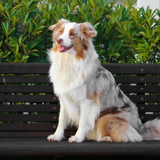 Ein Australian Shepherd sitzt auf einer Parkbank vor einer grünen Hecke.