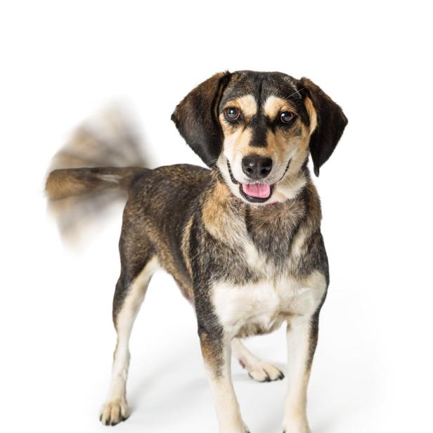 Ein braun-beiger Hund steht vor einem weißen Hintergrund und wedelt mit dem Schwanz.