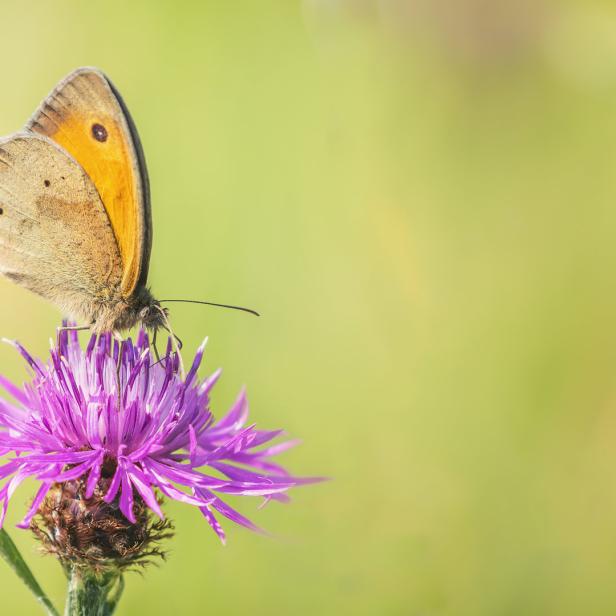Ein braun-oranger Schmetterling sitzt auf einer lila Blüte.