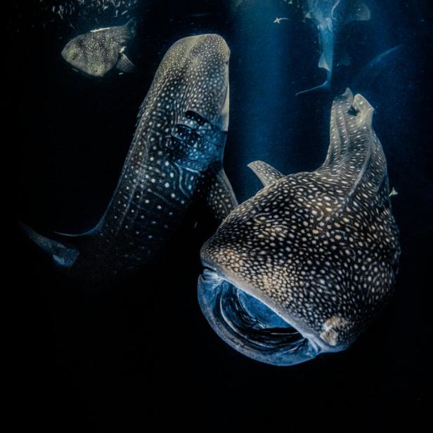 Zwei Walhaie schwimmen im dunklen Wasser, beleuchtet von Sonnenstrahlen.