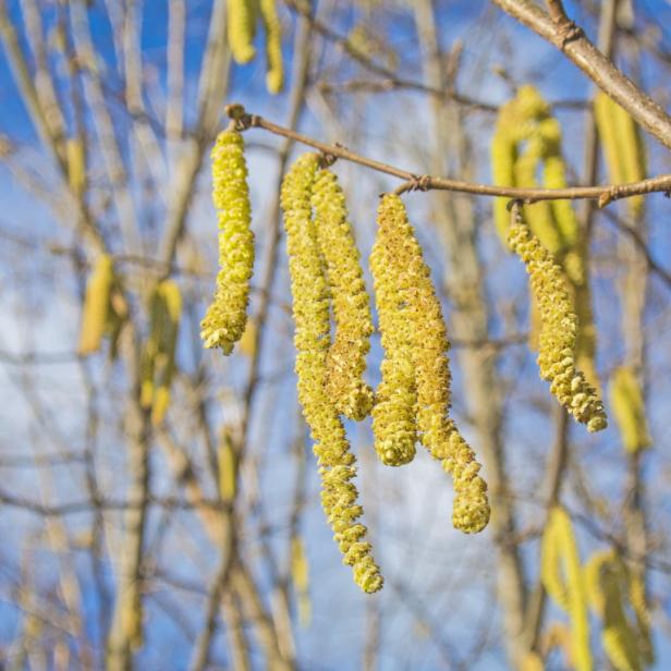 Gelbe Haselblüten hängen an einem Ast vor blauem Himmel.