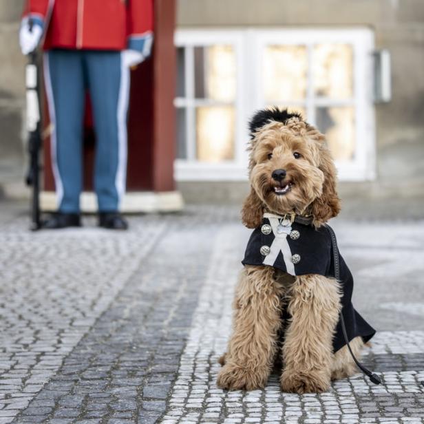 Ein Goldendoodle in einer Uniform sitzt vor einem Wachmann in Kopenhagen.