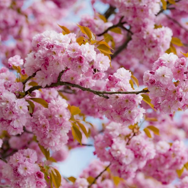 Nahaufnahme eines blühenden Kirschbaums mit rosa Blüten.