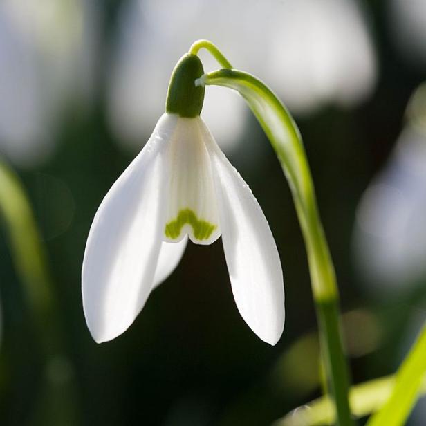 Nahaufnahme einer einzelnen, weißen Schneeglöckchenblüte.