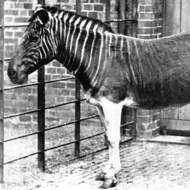 Ein Quagga steht in einem Gehege.