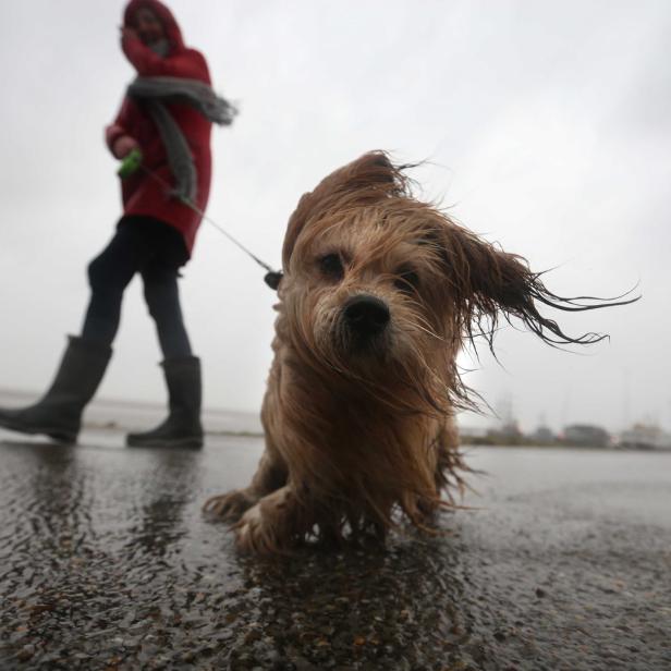 Ein zotteliger Hund sitzt im Regen am Strand, während eine Person im Hintergrund spaziert.