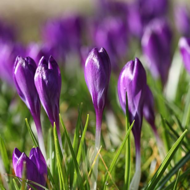 Nahaufnahme von lila Krokussen, die im Gras wachsen.