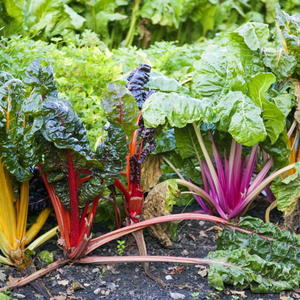 Verschiedenfarbiger Mangold wächst in einem Garten.