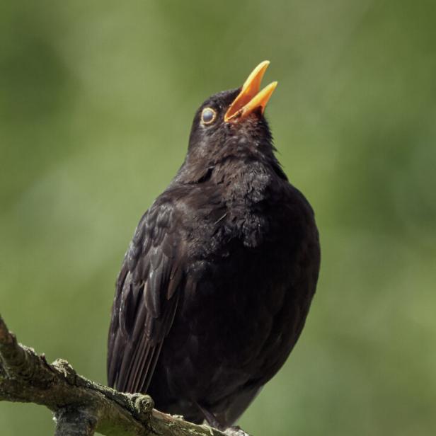 Eine Amsel sitzt auf einem Ast und singt.
