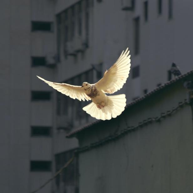 Eine weiße Taube fliegt vor einem Gebäude.