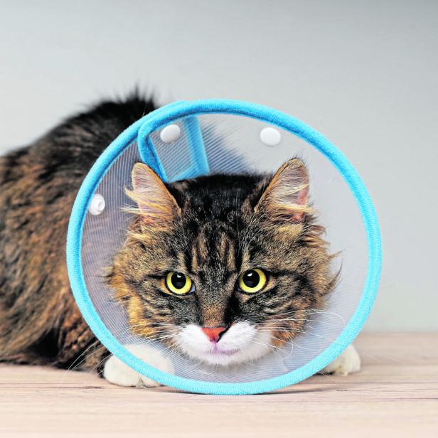 Eine getigerte Katze trägt einen blauen Schutzkragen.