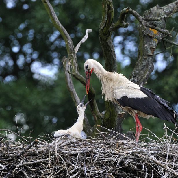 Ein Storch füttert sein Junges im Nest.