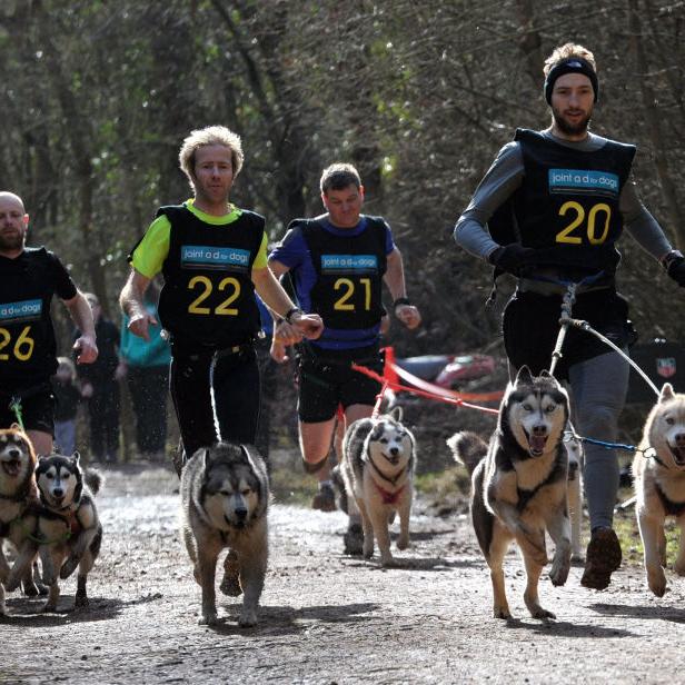 Mehrere Personen nehmen mit ihren Huskys an einem Canicross-Rennen teil.