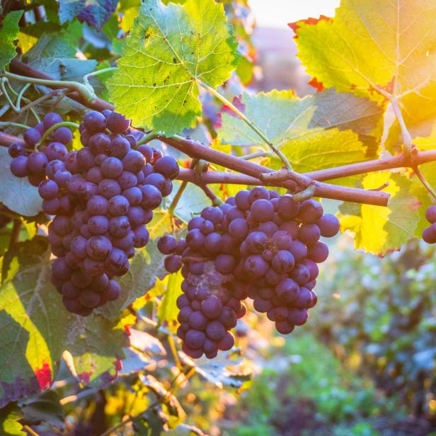 Dunkle Trauben hängen an einem Weinstock im goldenen Licht.