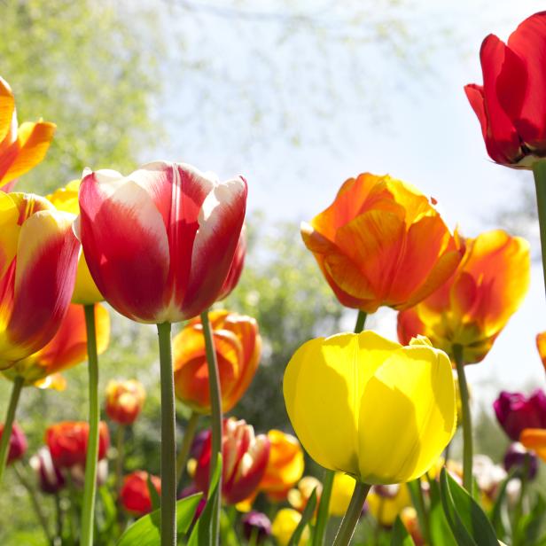 Eine Nahaufnahme von bunten Tulpen, die in der Sonne blühen.