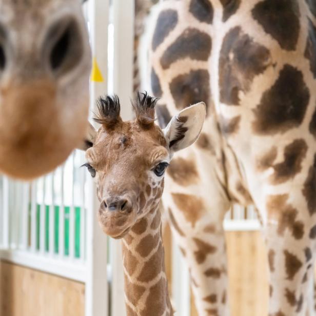 Eine junge Giraffe steht neben ihrer Mutter in einem Gehege.