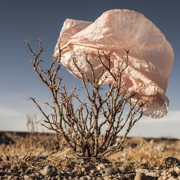 Eine Plastiktüte verfängt sich in einem dornigen Busch in einer trockenen Landschaft.