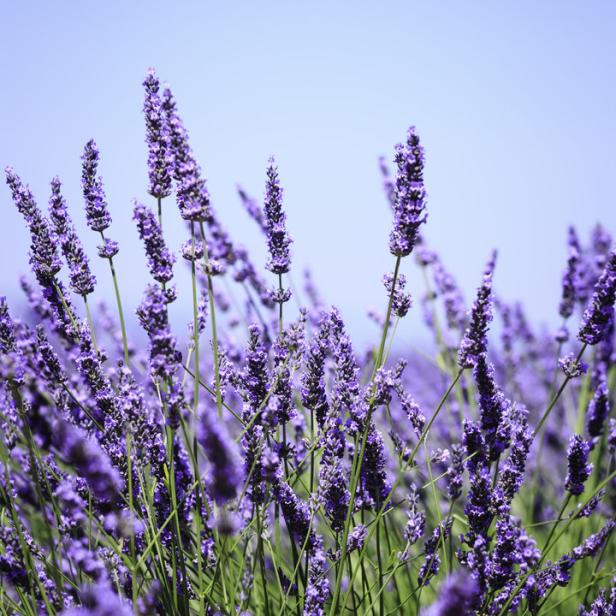 Ein Feld mit blühendem Lavendel unter blauem Himmel.