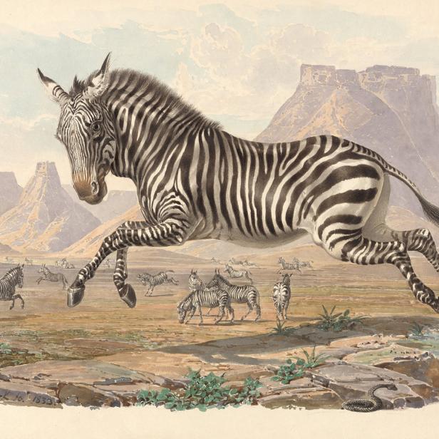 Ein springendes Zebra in einer weiten Landschaft mit anderen Zebras und Bergen im Hintergrund.