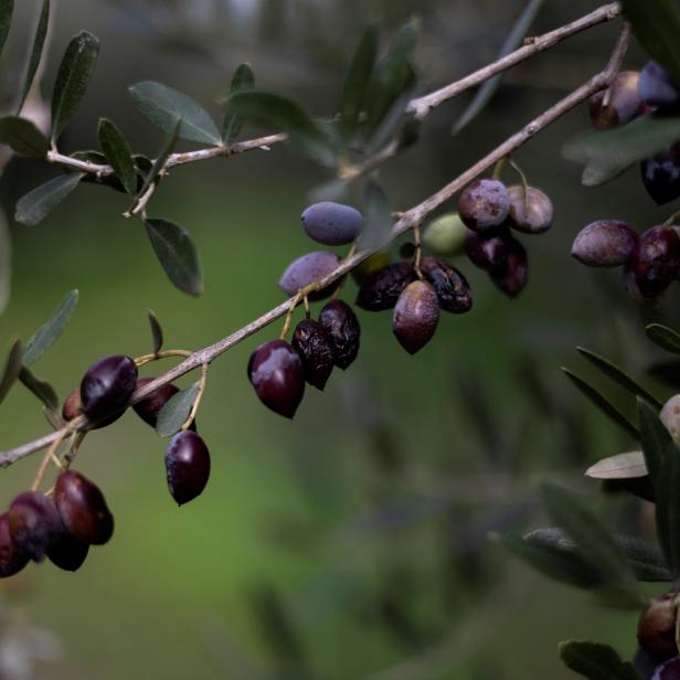 Beschädigte Oliven sind im Olivenhain von Michalis Antonopoulos in Kalamata zu sehen.