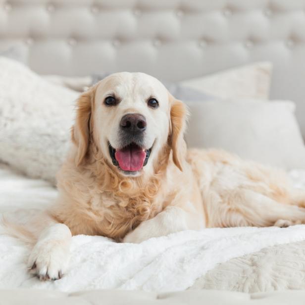 Ein Golden Retriever liegt entspannt auf einem Bett mit hellen Kissen.