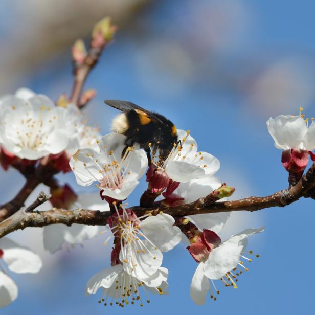 Eine Hummel sammelt Nektar auf den Blüten eines Aprikosenbaums.