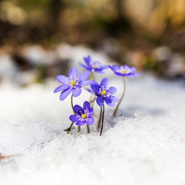 Leberblümchen blühen im Schnee.
