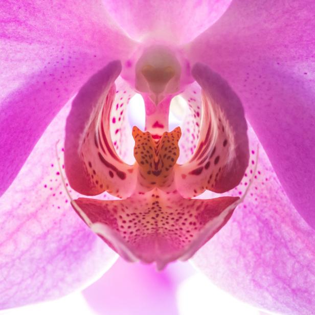 Nahaufnahme einer pinkfarbenen Orchideenblüte.