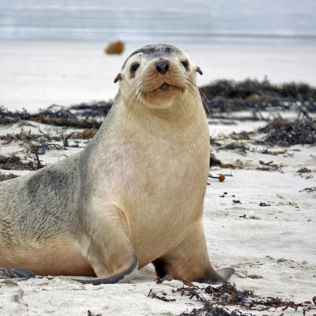Ein Seehund ruht sich am Strand aus.