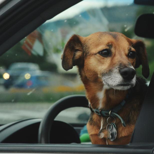 Ein brauner Hund schaut aus dem Fenster eines Autos.