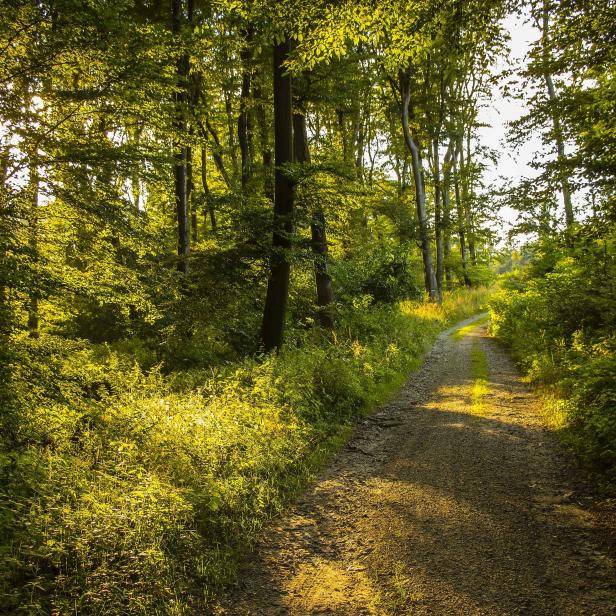 Ein Waldweg schlängelt sich durch dichtes Grün, beleuchtet von der Sonne.