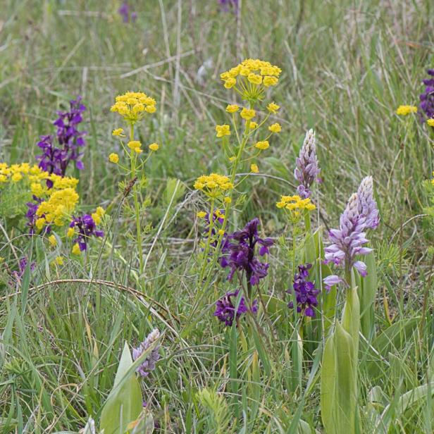 Verschiedene Wildblumen, darunter lila Orchideen und gelbe Doldenblütler, wachsen in einer Wiese.