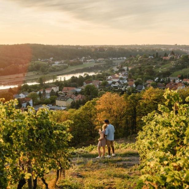 Sonnenuntergang im Weinberg.