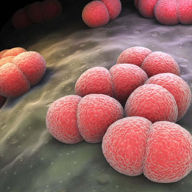 Neisseria meningitidis bacteria