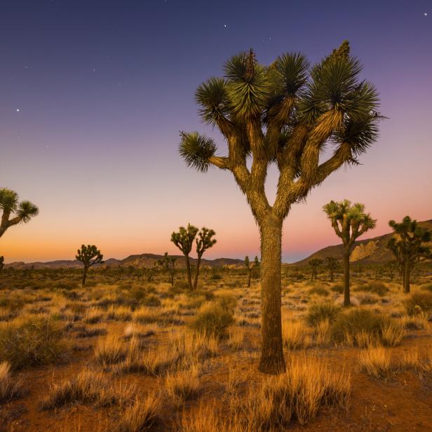 Joshua Trees in der Wüste unter einem sternenklaren Himmel mit einer Mondsichel.