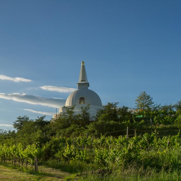 Eine weiße Stupa inmitten von Weinbergen unter einem blauen Himmel.