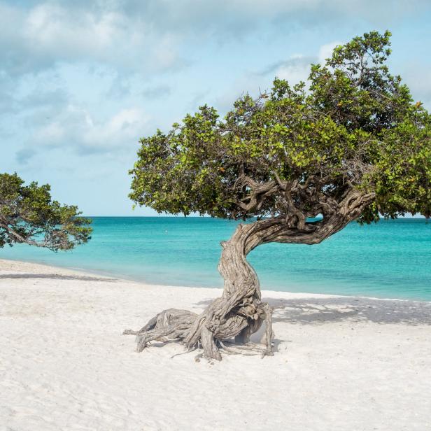 Zwei Divi-Divi-Bäume an einem weißen Sandstrand mit türkisfarbenem Wasser.