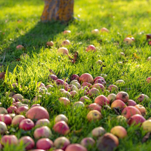 Viele Äpfel liegen verteilt im grünen Gras unter einem Baumstamm bei Sonnenlicht.