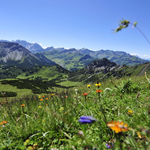 Blick über eine blühende Bergwiese auf die Alpenlandschaft.