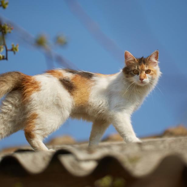 Eine dreifarbige Katze steht auf einem Dach vor blauem Himmel.