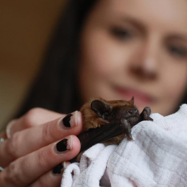 Eine Frau hält eine kleine, braune Fledermaus in einem weißen Tuch.