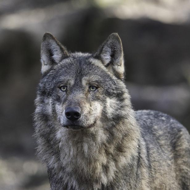 Ein Bub wurde in den Niederlanden von einem Wolf attackiert.