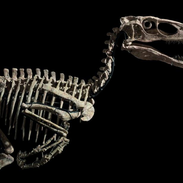 Das Skelett eines kleinen Dinosauriers vor einem schwarzen Hintergrund.